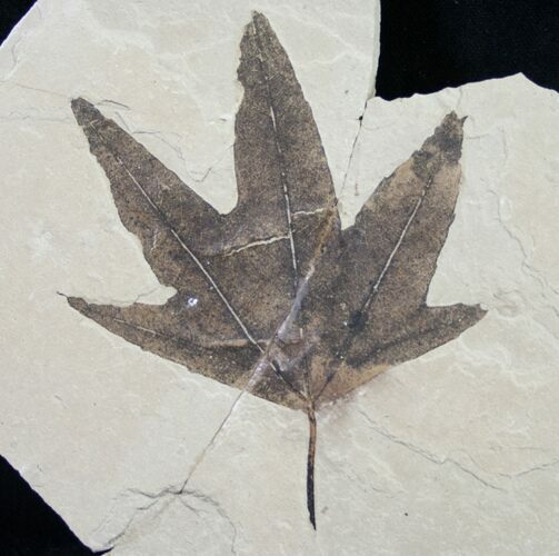 Fossil Sycamore Leaf - Green River Formation #9704